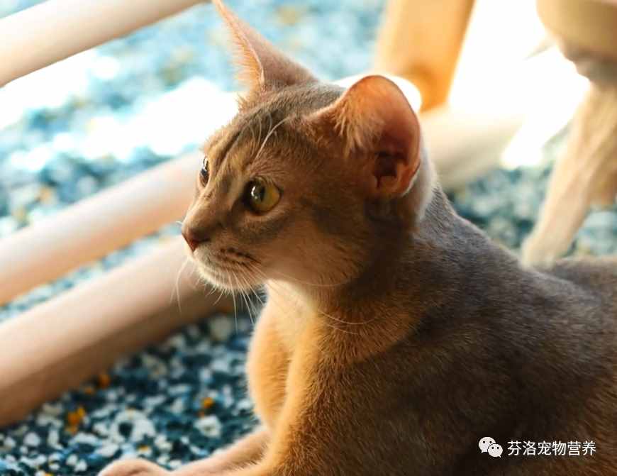 最全猫咪品种资料清单，请您查收