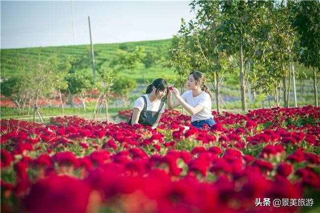 广东花都美林湖花果山景区国庆前开放，漫山花海成普罗旺斯