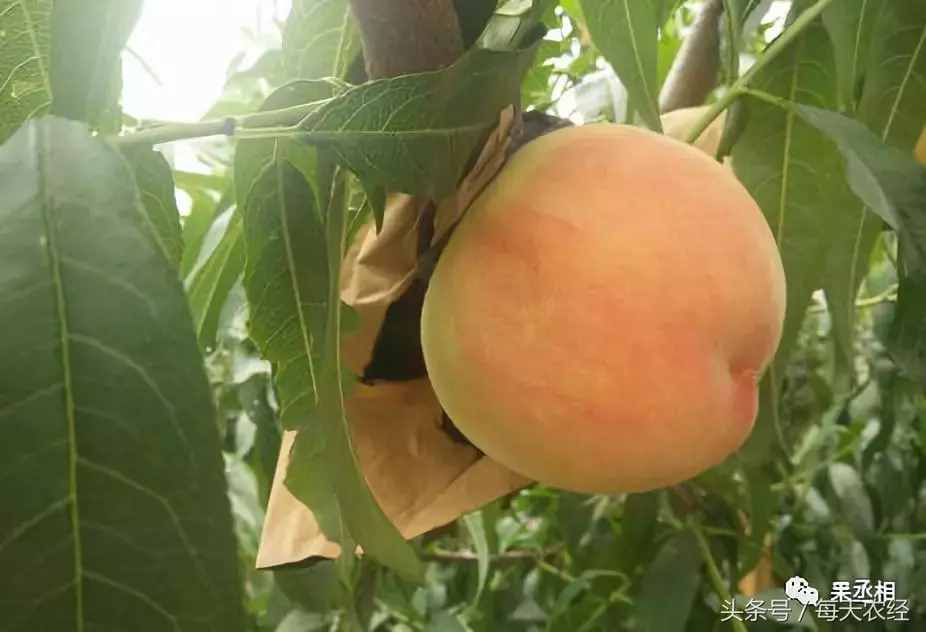 桃树品种-黄金蜜系列