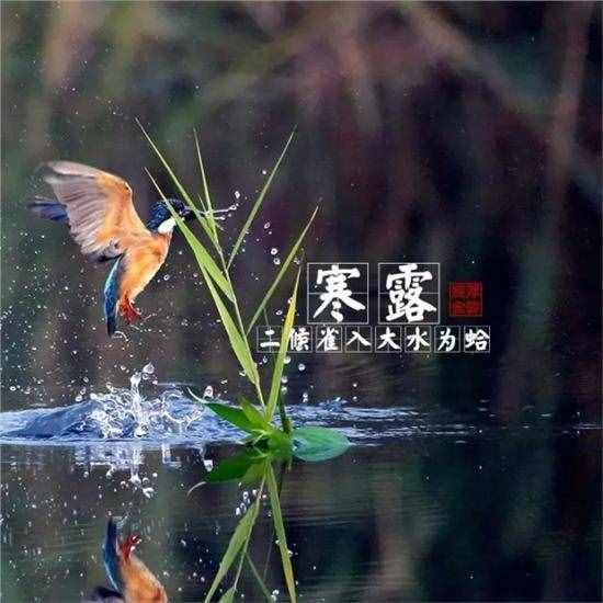 二十四节气之寒露