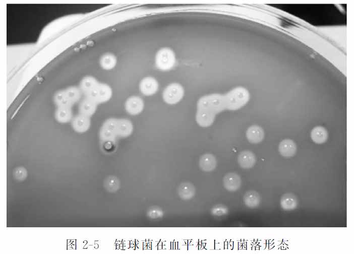 动物源性食品中细菌的检测——链球菌