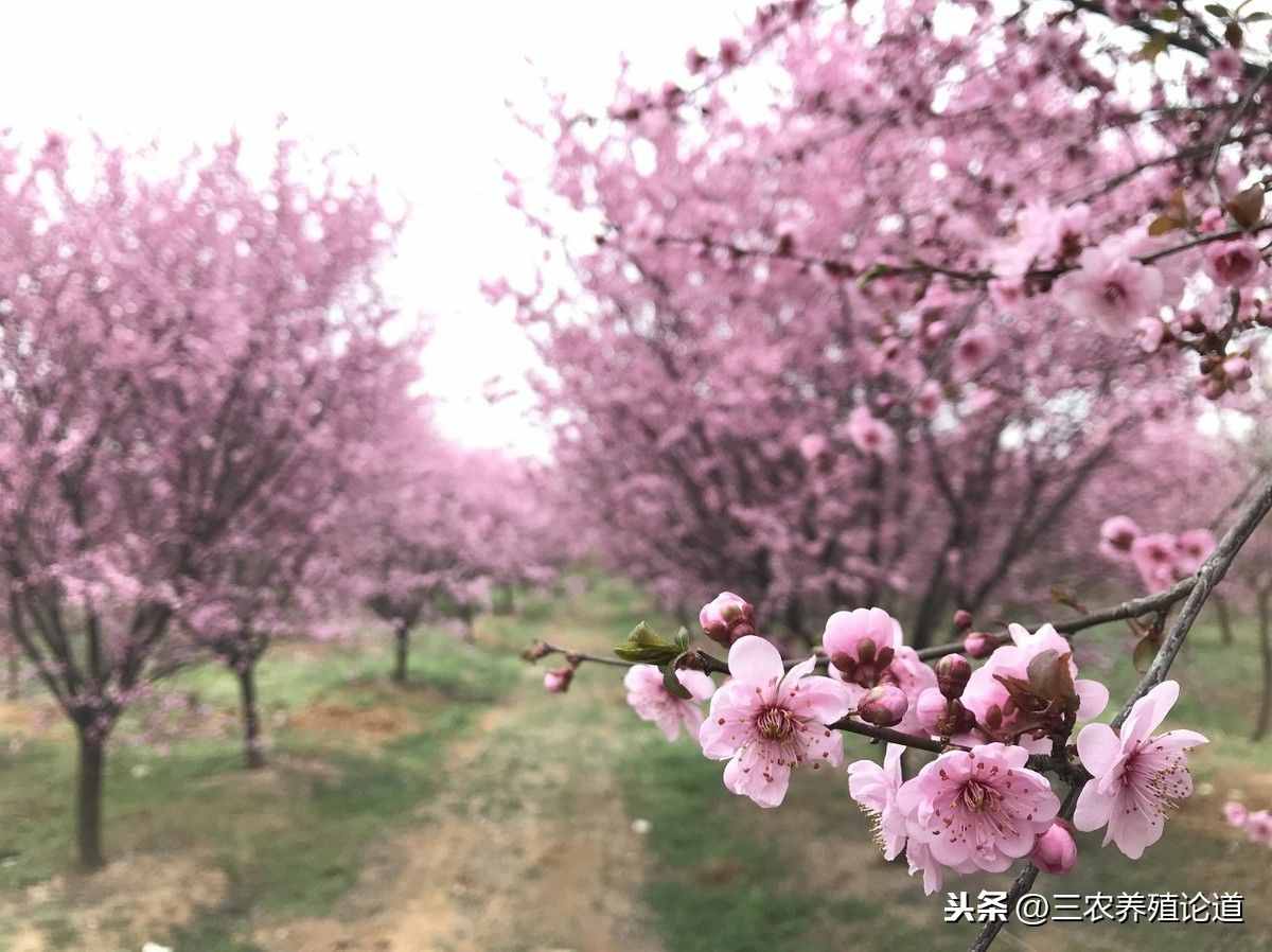 奇花异草的异是什么意思（常用的元旦的对联）