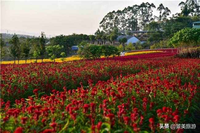 广东花都美林湖花果山景区国庆前开放，漫山花海成普罗旺斯