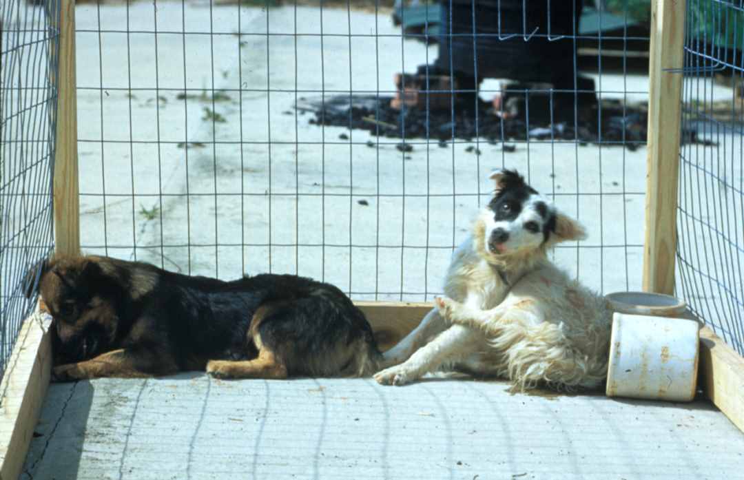 致命的狂犬病