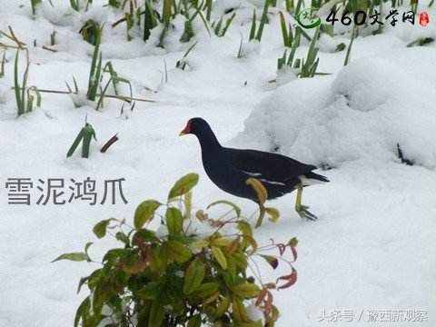 为什么千百年来世事通达的人，常用“雪泥鸿爪”自喻？