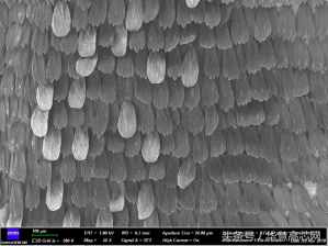 华慧高芯知识库_你不知道的事之蝴蝶篇，扫描电镜下不一样的世界