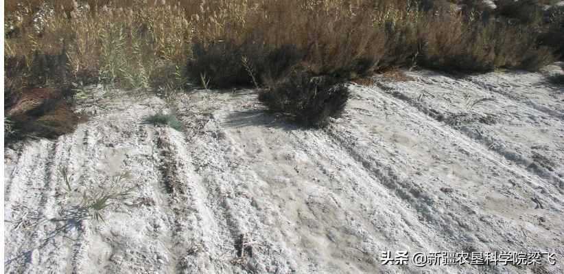 用食用醋改良盐碱地，一亩地到底需要多少量？