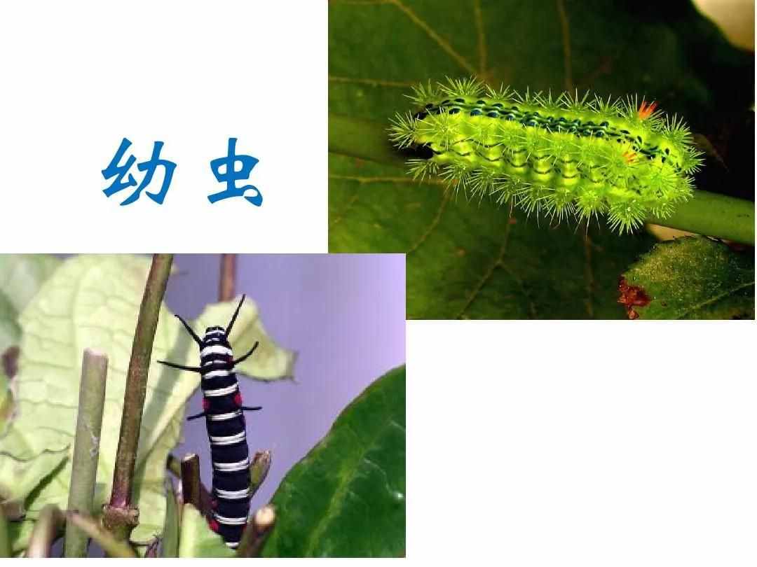 毛毛虫变蝴蝶的蜕变过程，造物主所演化的生物进程令人赞叹