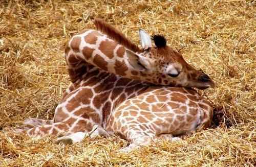 长颈鹿罕见且奇特的睡姿，一天仅睡半个小时