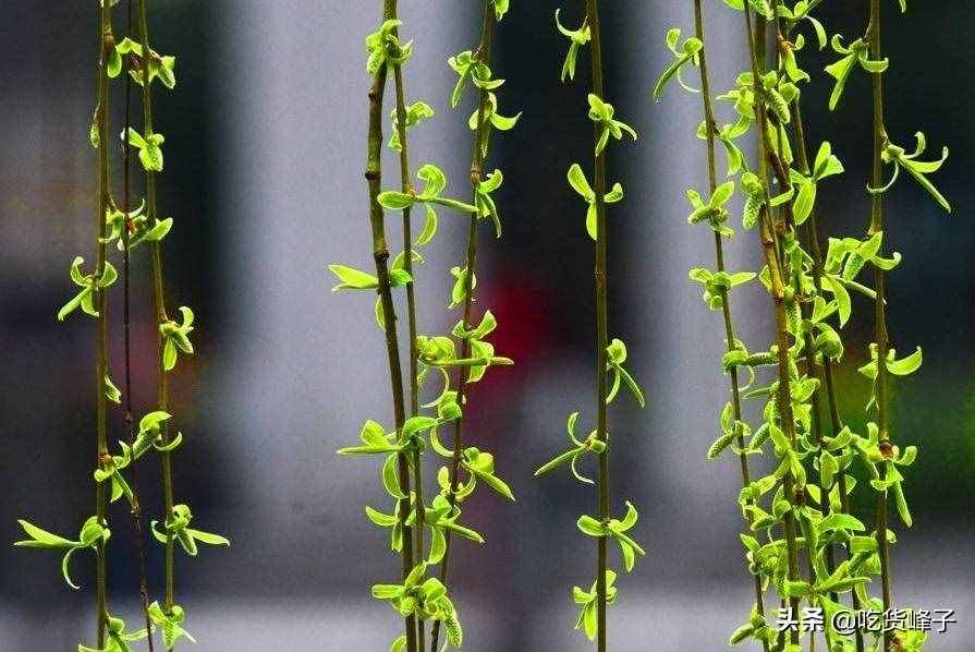 老家带来的野菜，城里有钱买不到，网友：好多年没吃了，眼馋