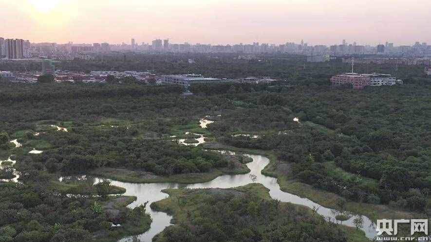 藏在城市中央“会呼吸的水”！世界湿地日“打卡”广州海珠湖