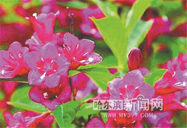 冰城小众花 细认别错过