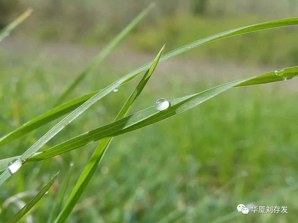 咏二十四节气之谷雨词十首——刘存发