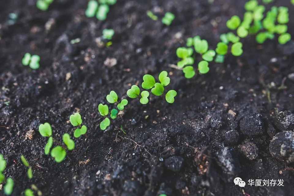 咏二十四节气之谷雨词十首——刘存发