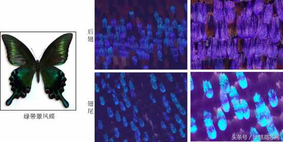 华慧高芯知识库_你不知道的事之蝴蝶篇，扫描电镜下不一样的世界