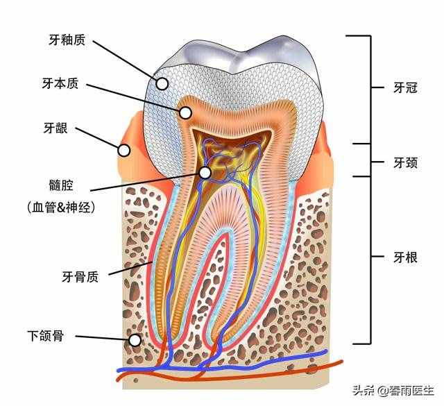 全身上下谁最硬？选骨头的都错了