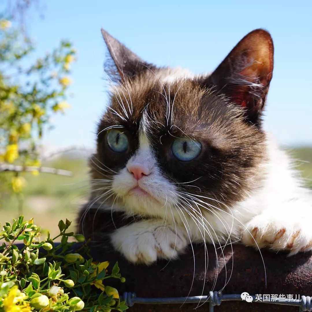 凭一张不爽脸走红网络，这只给我们贡献了无数欢乐的不爽猫，RIP