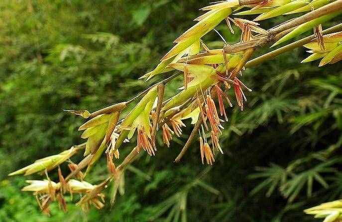 竹子会开花，老人认为是不祥征兆，揭露竹子开花真相，看完有数了