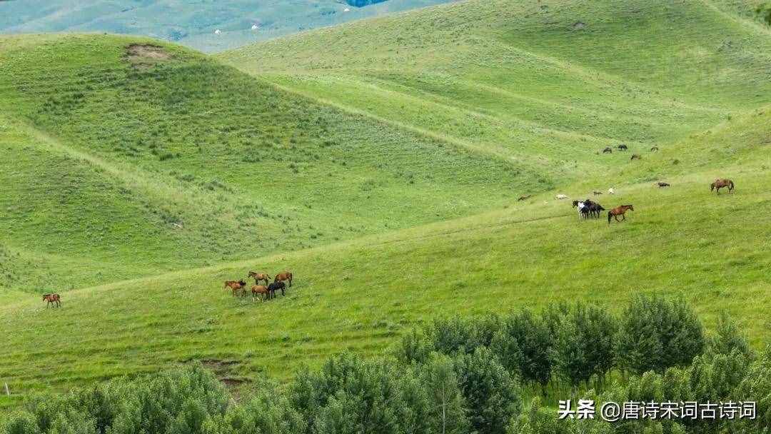 天苍苍，野茫茫，风吹草低见牛羊