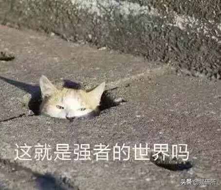 猫咪闻到臭脚后为什么会张开嘴（猫咪为啥会张嘴）