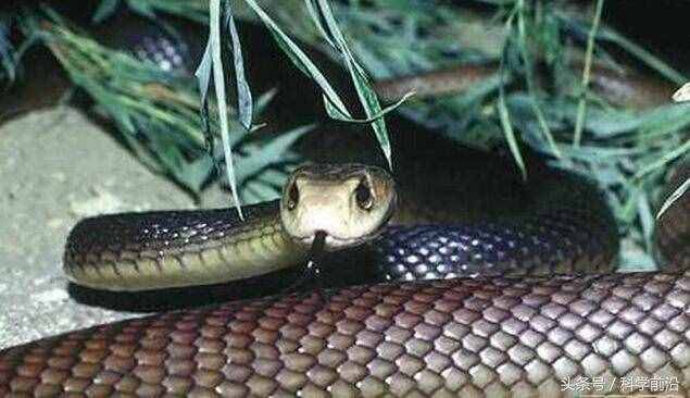 全球10大最强毒性的蛇：分分钟毙命