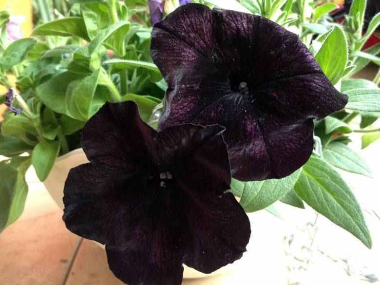 黑色花朵（黑色花朵）