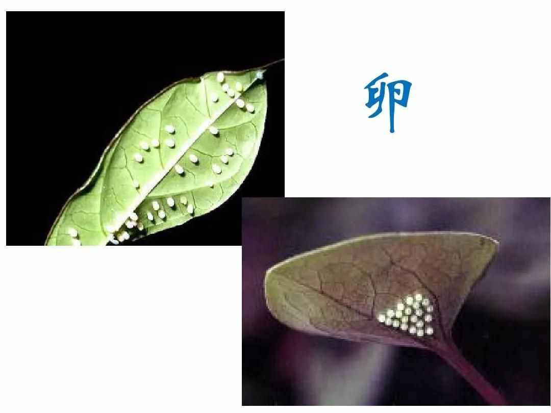 毛毛虫变蝴蝶的蜕变过程，造物主所演化的生物进程令人赞叹