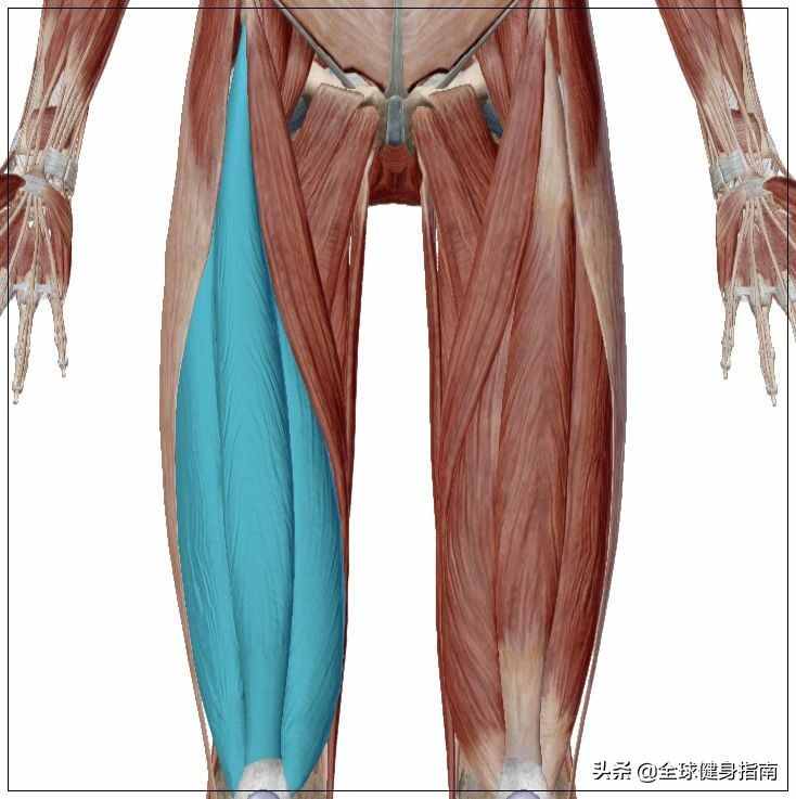 经典动作讲解-深蹲