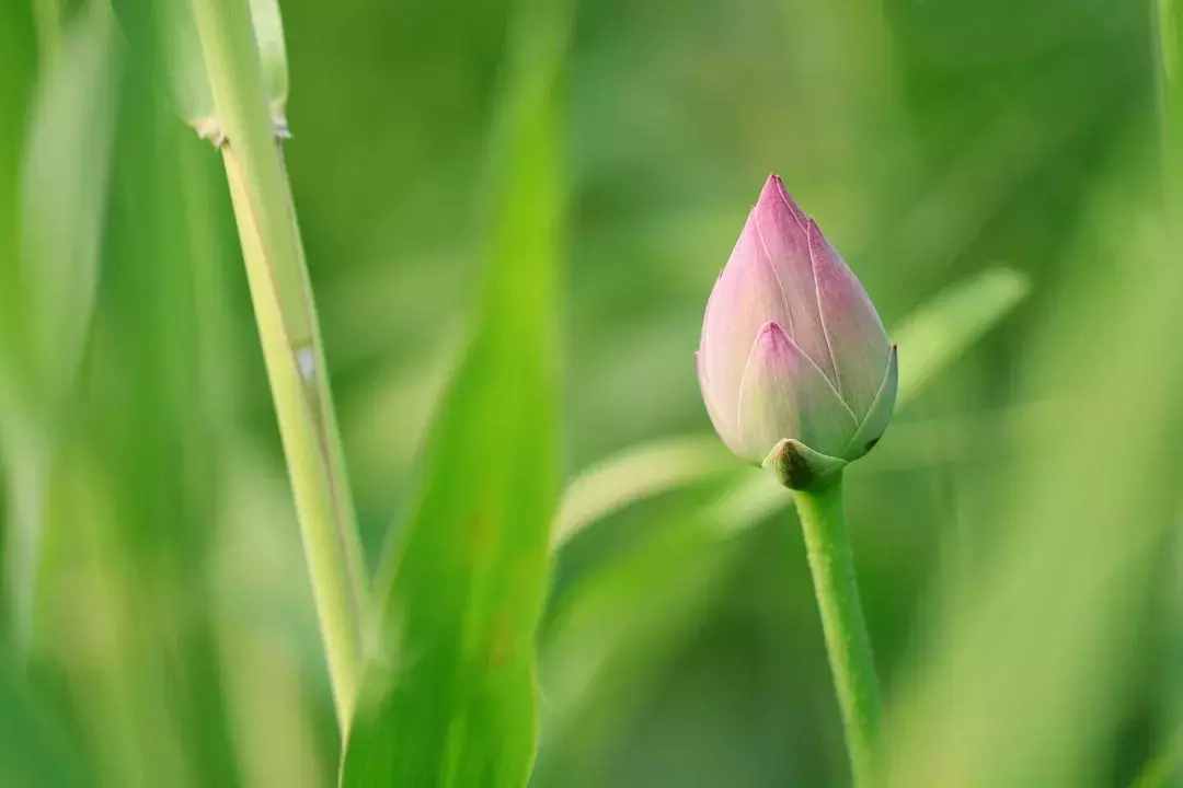 70句唯美荷花诗词，送你一池荷风莲香