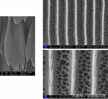 华慧高芯知识库_你不知道的事之蝴蝶篇，扫描电镜下不一样的世界