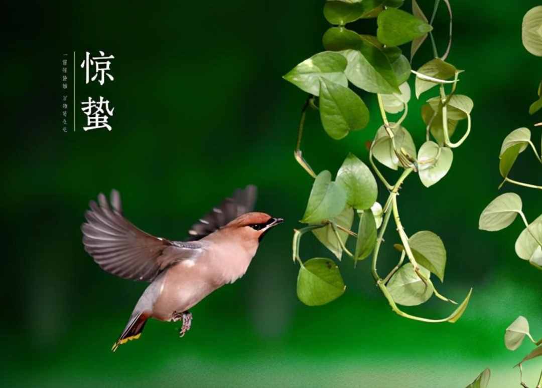 雨催惊蛰候 风作勒花开，十二首惊蛰诗词，叫醒酣睡的春天