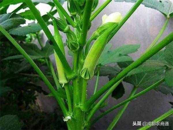 黄秋葵的种植方法！