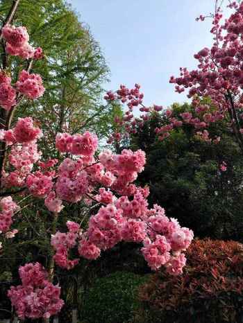 向阳花木易逢春