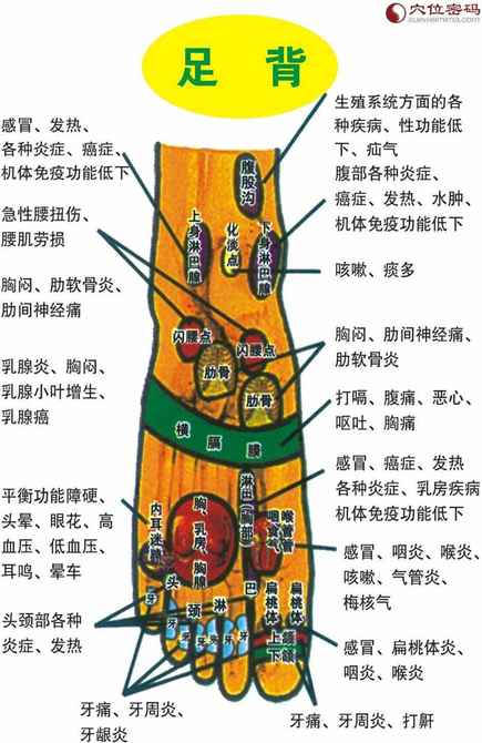 足部反射区图（足背）