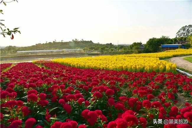 广东花都美林湖花果山景区国庆前开放，漫山花海成普罗旺斯