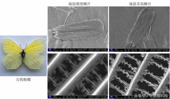 华慧高芯知识库_你不知道的事之蝴蝶篇，扫描电镜下不一样的世界
