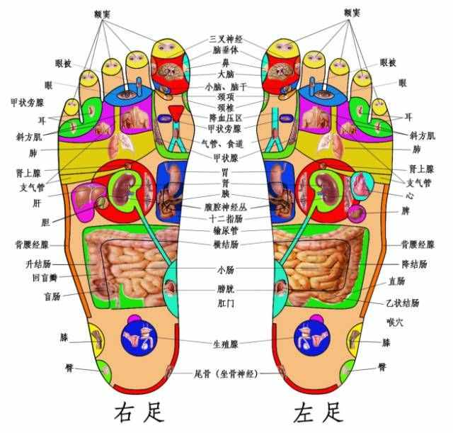 足部反射区（实用足底分布反射区）