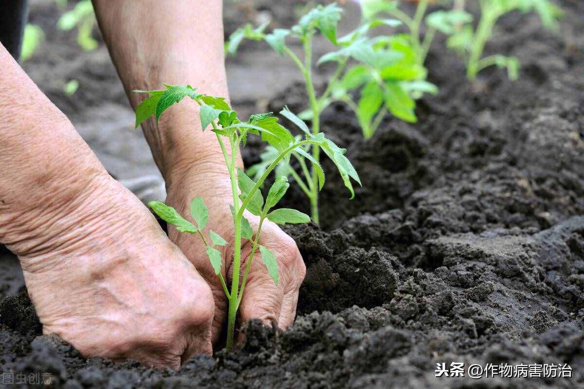 鱼蛋白是什么肥？效果真有那么神奇吗？