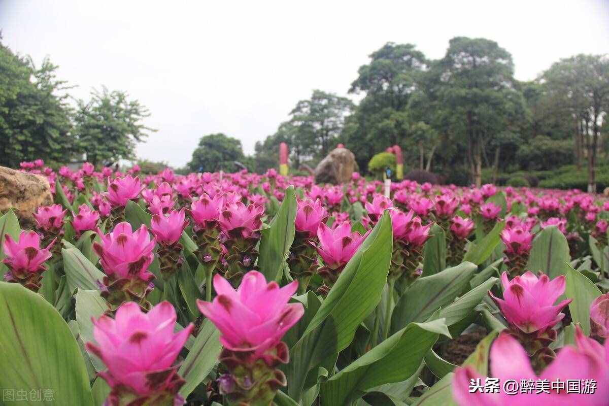 探访梦幻百花洲，大型花卉主题休闲胜地，环境优美