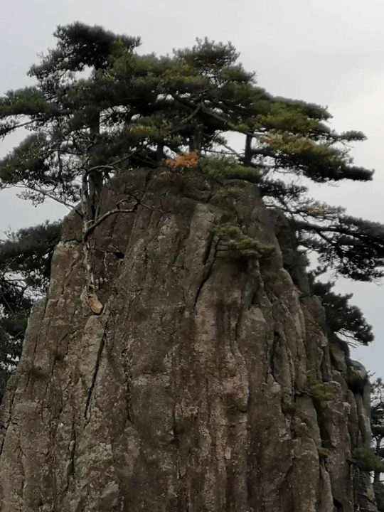 大美黄山奇松怪石