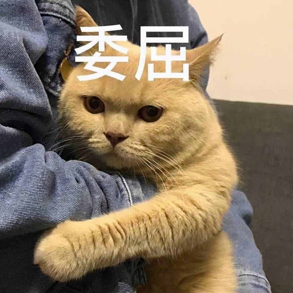 14个猫咪小故事：当陌生猫咪闯进家门，这些人的反应好暖心