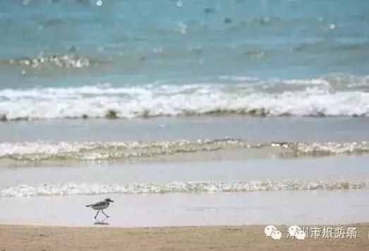 自驾游攻略：漳州绝美海滩——七星海