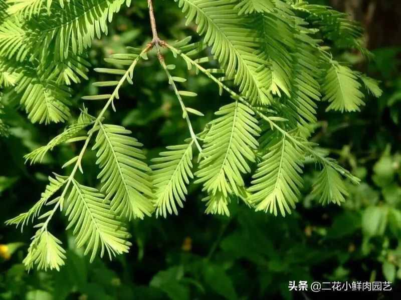 珍稀植物（珍稀植物有什么）