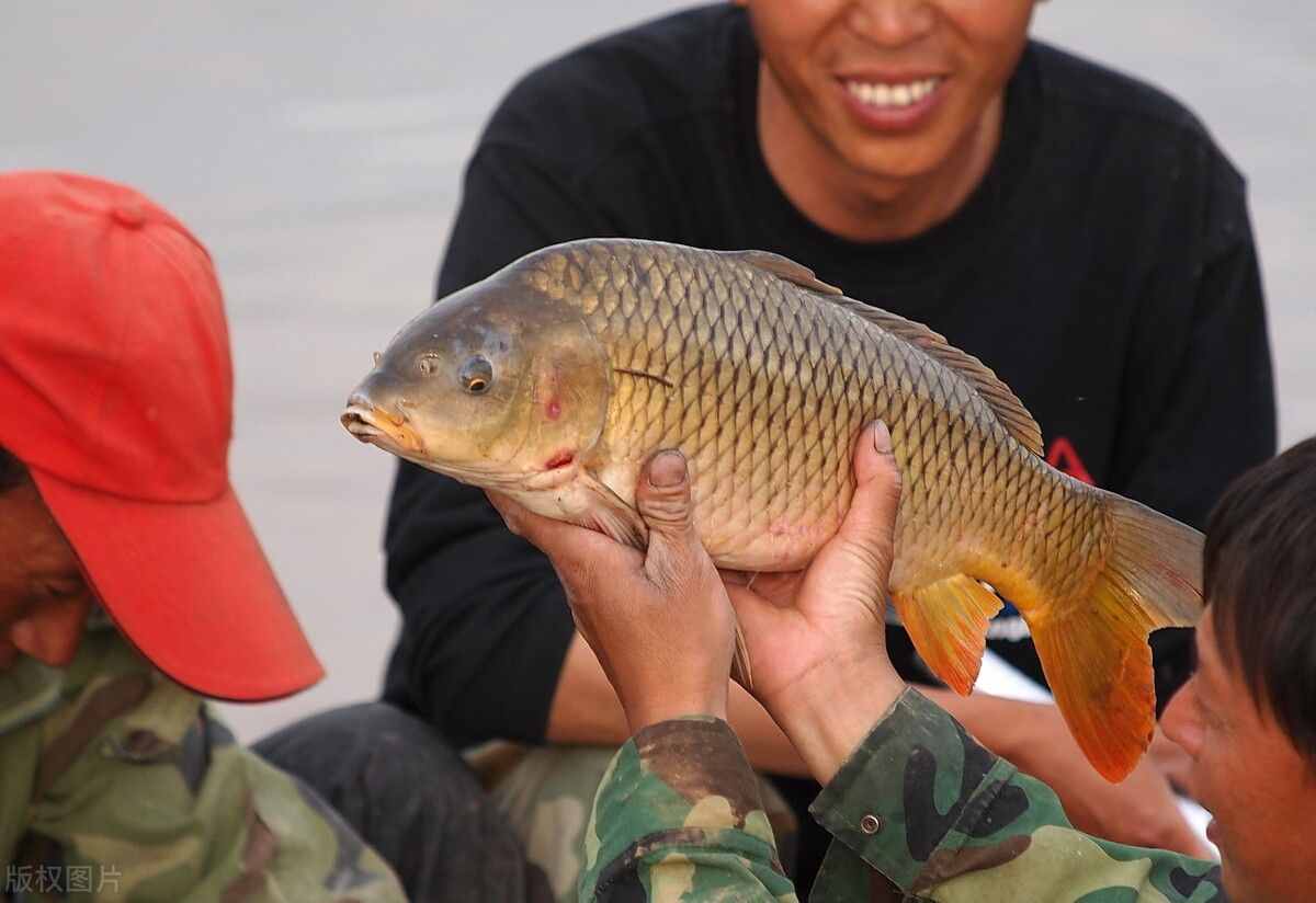 黄河调水调沙19年，下游成“泥河”，专家却说黄河水在变清？