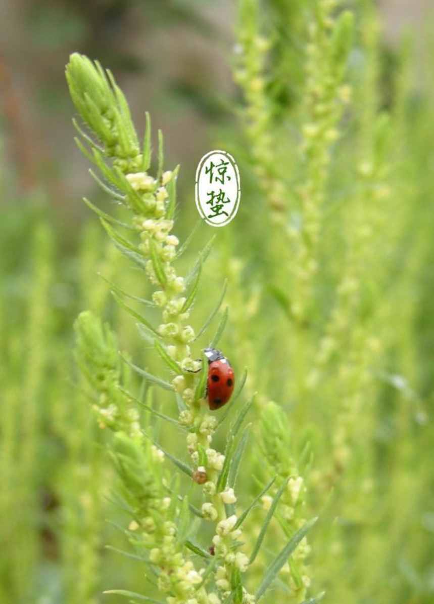 雨催惊蛰候 风作勒花开，十二首惊蛰诗词，叫醒酣睡的春天