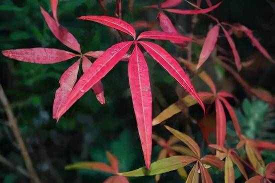 中国珍稀植物的危机（五小叶槭）