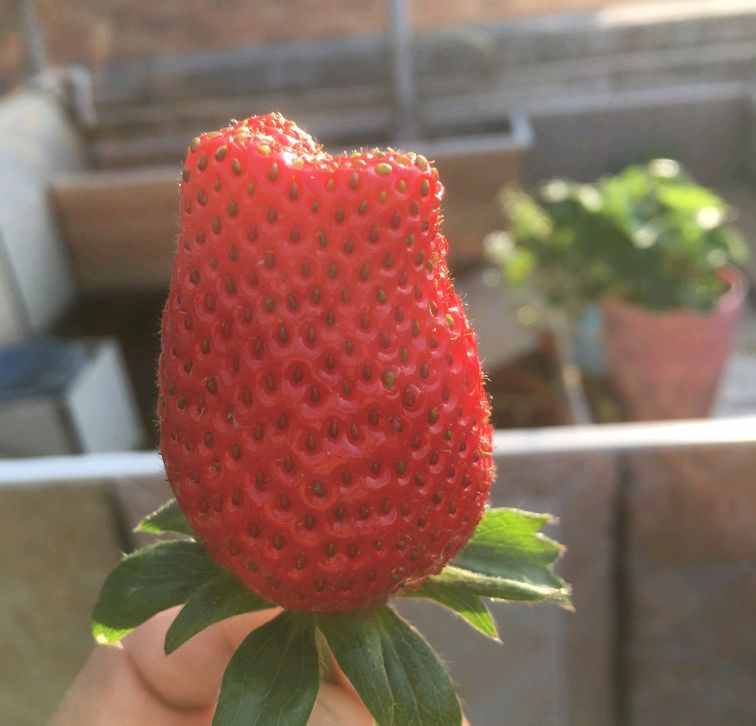 阳台如何种草莓，记住3点就好了，果多又甜，能结好几茬
