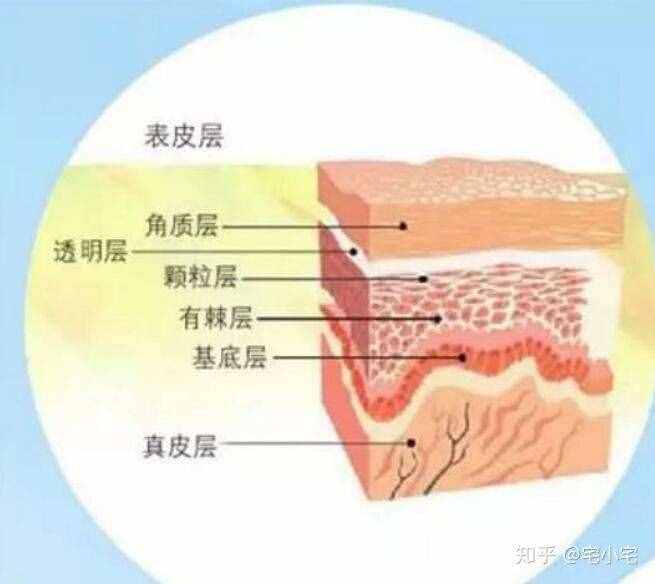 新知问答｜角质层是什么，我们要不要定期清理？