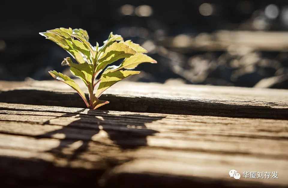 咏二十四节气之谷雨词十首——刘存发