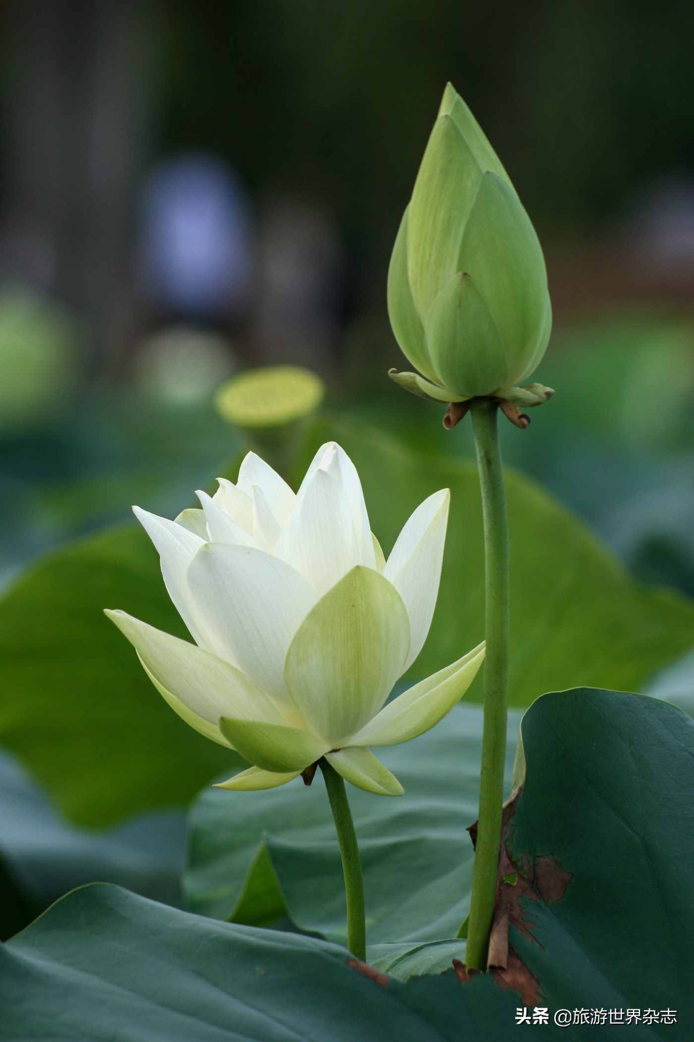 白莲花是什么意思（为“白莲花”正名）